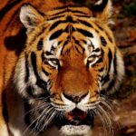 tiger, predator, fur, big cat, wild cat, head, nature, tiger head, feline, wild animal, wildlife, wildlife photography, mammal, animal, portrait, animal world, hellabrunn zoo
